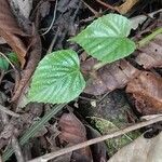 Cissus repens Leaf