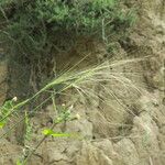 Stipella parviflora 形態