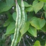 Capparis flexuosa Fruit