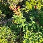 Tecomaria capensis Blatt