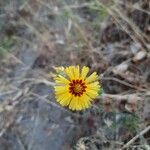 Madia elegans Flower