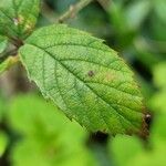 Rubus elegantispinosus Folio