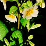 Primula elatior പുഷ്പം