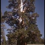 Juniperus occidentalis Habit