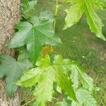 Liquidambar orientalisLeaf