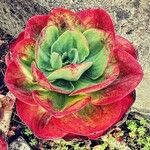 Aeonium nobile 葉