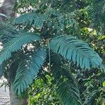 Parkia biglandulosa Levél
