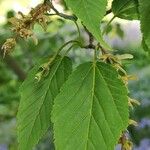 Acer davidii পাতা