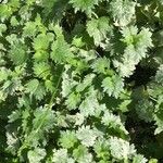 Leonurus quinquelobatus Hoja