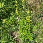 Alchemilla saxatilis Hábito