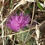 Cirsium vulgare Flower