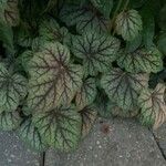 Heuchera americana 葉