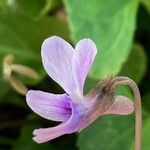 Viola palustris 花