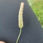 Plantago lanceolataЛіст