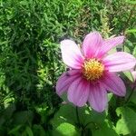 Dahlia tenuicaulis 花