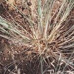 Eragrostis curvula Leaf