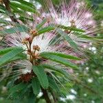 Calliandra selloi Sonstige