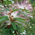 Calliandra selloi Altro