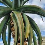 Aloe excelsa Leaf