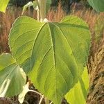 Helianthus annuus Leaf