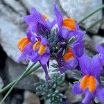 Linaria alpina Fleur