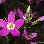 Zeltnera venusta Flor