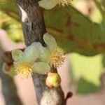 Garcinia pachyclada Floro