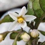 Solanum nigrumFlower