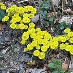 Tussilago farfaraBlüte