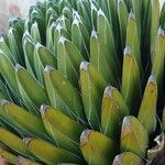 Agave victoriae-reginae Folla