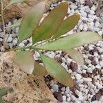 Pseudorhipsalis ramulosa Leaf