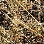 Heteropogon contortus Fruit