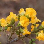 Pterocarpus angolensis Flor