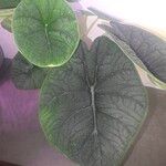 Alocasia melo List