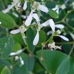 Chamaesyce hypericifolia Цвят