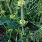 Cruciata laevipes موطن