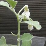 Solanum melongena Λουλούδι