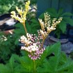 Filipendula rubra Flor