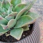 Echeveria × gilva Leaf