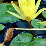 Nymphaea mexicana Flower