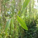 Salix × pendulina পাতা