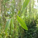 Salix × pendulina Fuelha