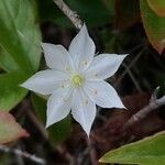 Lysimachia borealis Flower