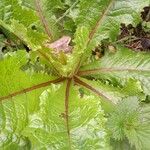 Lactuca virosa 整株植物