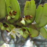 Calyptrochilum christyanum Hábito