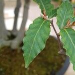Fagus crenata Hoja