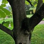Magnolia obovata Bark