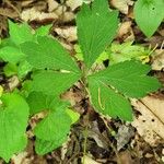 Sanicula canadensis Hoja