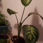 Dieffenbachia seguine Habit