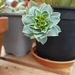 Euphorbia myrsinitesКвітка